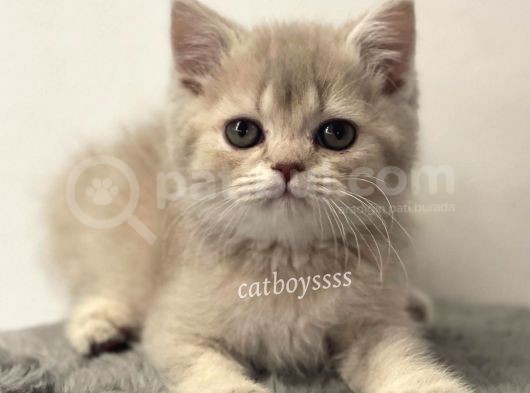 Lilac Golden British Shorthair Dişi Yavrumuz görsel