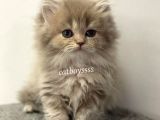 Lilac Longhair British Erkek Yavrumuz