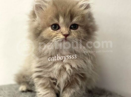 Lilac Longhair British Erkek Yavrumuz görsel