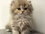 Lilac Longhair British Erkek Yavrumuz
