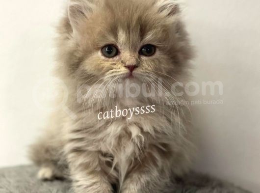 Lilac Longhair British Erkek Yavrumuz görsel