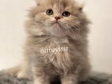 Longhair Scottish Fold Erkek Yavrumuz
