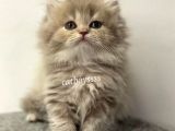 Lilac Longhair British Erkek Yavrumuz