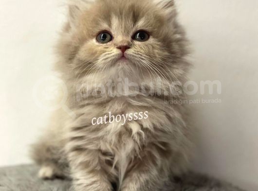 Lilac Longhair British Erkek Yavrumuz görsel