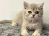 Lilac Golden British Shorthair Dişi Yavrumuz