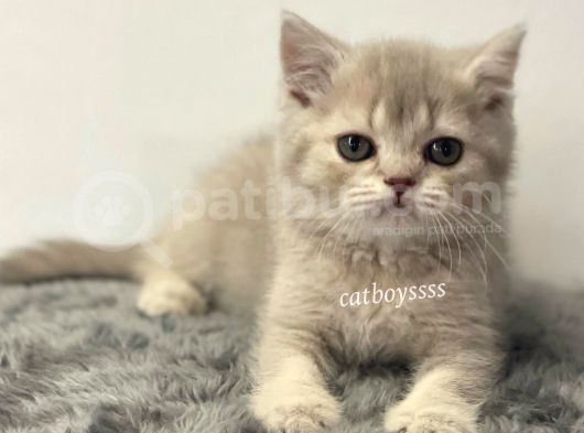 Lilac Golden British Shorthair Dişi Yavrumuz görsel