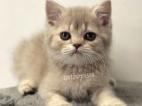 Lilac Golden British Shorthair dişi Yavrumuz