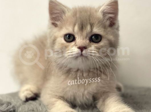 Lilac Golden British Shorthair Dişi Yavrumuz