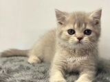 Lilac Golden British Shorthair Dişi Yavrumuz
