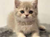 Lilac Golden British Shorthair Dişi Yavrumuz