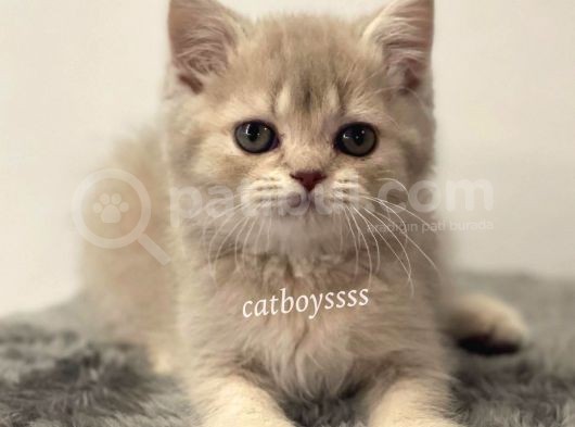Lilac Golden British Shorthair Dişi Yavrumuz görsel
