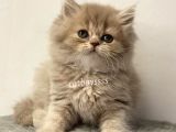 Lilac Longhair British Dişi Yavrumuz