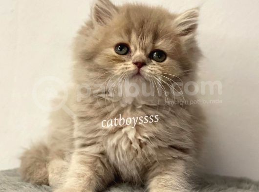 Lilac Longhair British Dişi Yavrumuz görsel