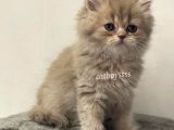 Lilac Longhair British Dişi Yavrumuz