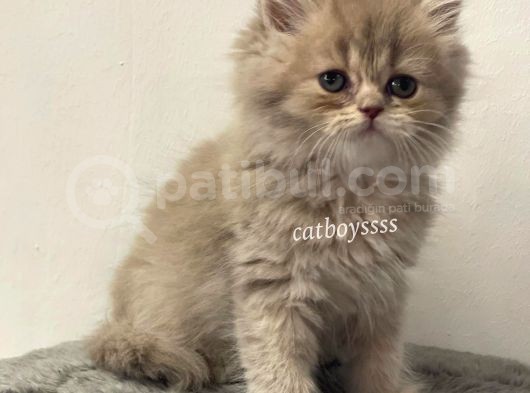 Lilac Longhair British Dişi Yavrumuz görsel