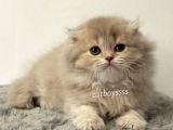 Longhair Scottish Fold Erkek Yavrumuz