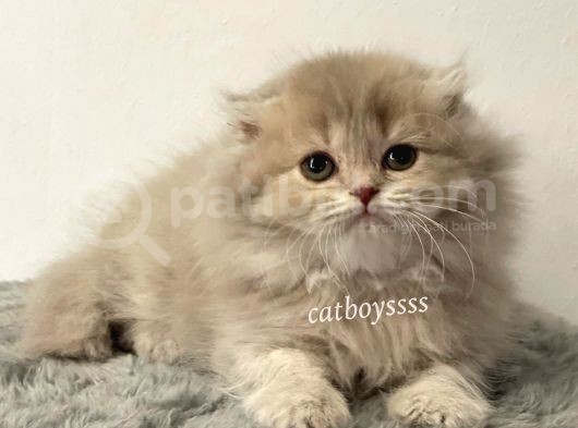 Longhair Scottish Fold Erkek Yavrumuz görsel