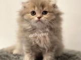 Longhair Scottish Fold Erkek Yavrumuz