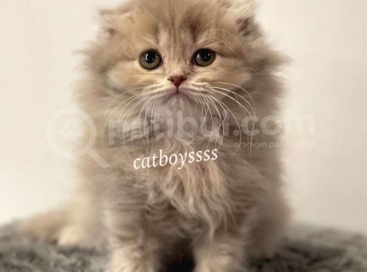 Longhair Scottish Fold Erkek Yavrumuz