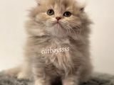 Longhair Scottish Fold Erkek Yavrumuz