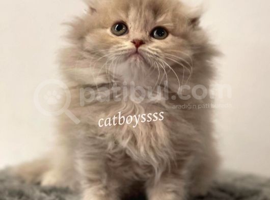 Longhair Scottish Fold Erkek Yavrumuz görsel