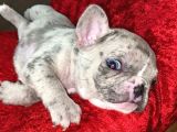 Saf Kan Dost Canlısı French Bulldog Yavrular