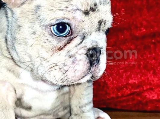 Saf Kan Dost Canlısı French Bulldog Yavrular görsel