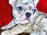 Saf Kan Dost Canlısı French Bulldog Yavrular