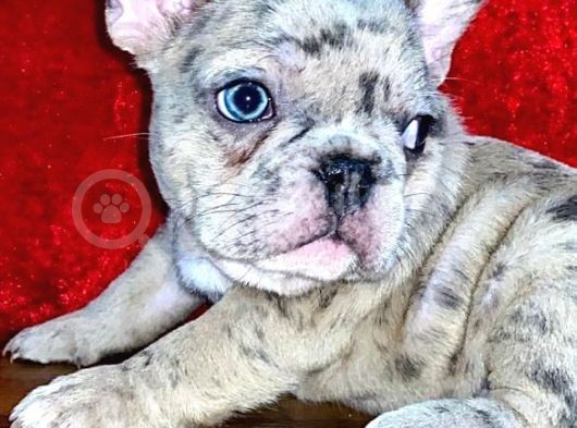 Saf Kan Dost Canlısı French Bulldog Yavrular görsel
