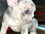 Saf Kan Dost Canlısı French Bulldog Yavrular