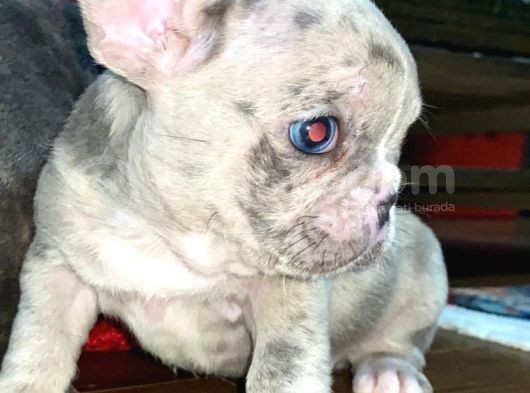 Saf Kan Dost Canlısı French Bulldog Yavrular görsel