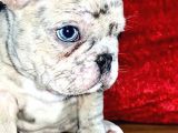 Saf kan Dost Canlısı French Bulldog Yavrular