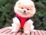 Orjinal Pomeranian Boo Yavrularımız