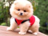 Orjinal Pomeranian Boo Yavrularımız