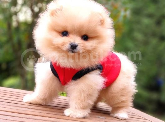 Orjinal Pomeranian Boo Yavrularımız