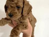 Toy Poodle  Yavrularımız