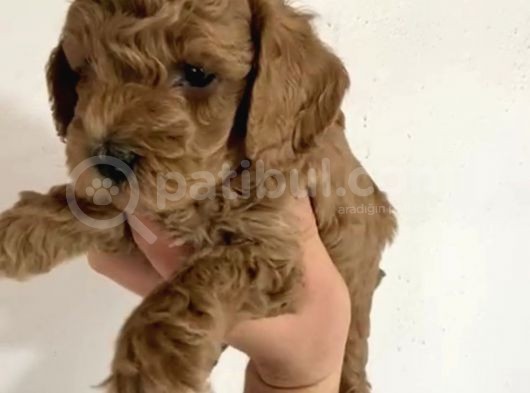 Toy Poodle  Yavrularımız görsel