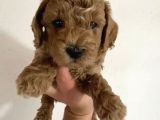Toy Poodle  Yavrularımız