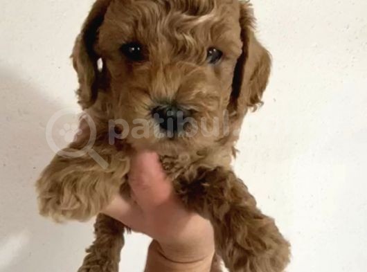 Toy Poodle  Yavrularımız görsel