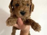 Toy Poodle  Yavrularımız