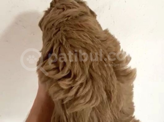 Toy Poodle  Yavrularımız görsel