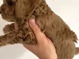 Toy Poodle  Yavrularımız