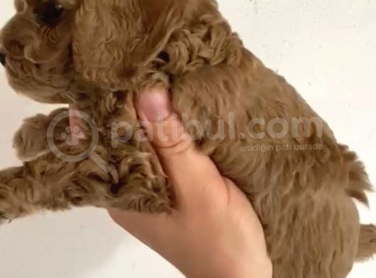 Toy Poodle  Yavrularımız görsel