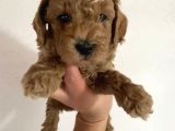 Toy Poodle  Yavrularımız