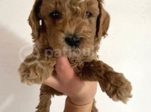 Toy Poodle  Yavrularımız görsel