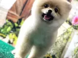 Krem Gülen Yüz Ayi Surat Pomerani̇an Boo