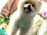 Krem Gülen Yüz Ayi Surat Pomerani̇an Boo