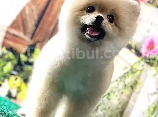 Krem Gülen Yüz Ayi Surat Pomerani̇an Boo