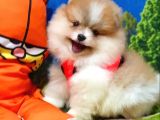 Particolor Nadir Renk Dişi Pomeranian Boo Yavrumuz
