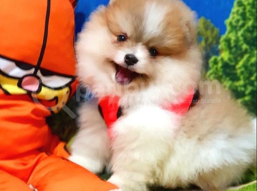 Particolor Nadir Renk Dişi Pomeranian Boo Yavrumuz